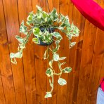  Scindapsus zlatý (Epipremnum aureum) ´Njoy´ - výška 50-60 cm, kont. C2L - ZÁVESNÝ KVETINÁČ 